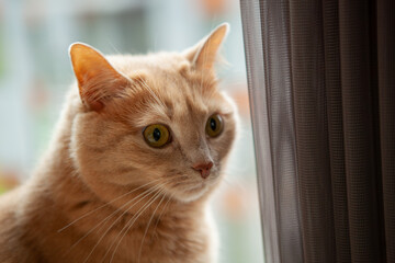 Soft afternoon light streams through the window as an orange cat sits attentively, peering outside with wide, curious eyes. The cat's fur shines against the gentle backdrop