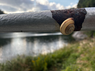 雨上がりと錆びた鉄の柵にくっついたカタツムリ