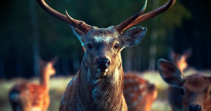 deer with antlers