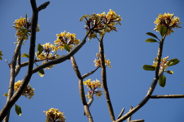 Yellow flower on blue sky background.