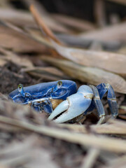 Colorful blue land crab spotted among dry leaves on Colombia's Caribbean coast during a sunny day