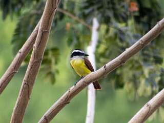Brightly colored bird (Pitangus sulphuratus) perched on tree branch in natural setting during daylight hours