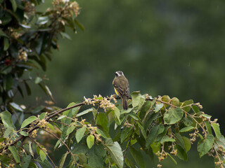 Cayenne Flycatcher (Myiozetetes cayanensis) perched on a leafy branch during light rain