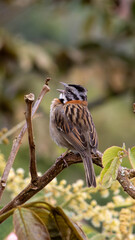 Vocalizing Zonotrichia capensis perched on vegetation: A detailed profile of avian open-mandible posture and throat expansion during song.