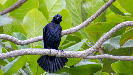 Obraz premium Portrait of the Carib Grackle (Quiscalus lugubris), showcasing the iridescent black plumage and characteristic pale eye against lush green foliage.