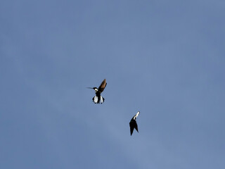 Collared Inca hummingbirds captured mid-air during a territorial interaction or duel, highlighting their black and white tail patterns.