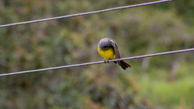 A brightly colored Tropical Kingbird (Tyrannus melancholicus) resting and preening on a metal wire against a soft, green bokeh background. - Powered by Adobe
