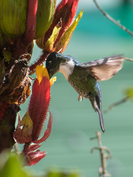 Close-up of a Collared Inca hummingbird (Coeligena torquata) hovering while feeding on a vibrant tubular red and yellow tropical flower.