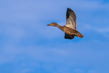 Female mallard duck in flight.