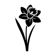 Narcissus flower, floral silhouette illustration