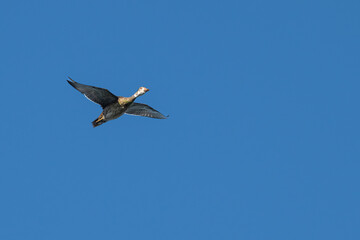 Female wood duck in flight.