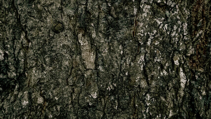 Fototapeta premium Landscape wood dark texture, vintage drakness concept