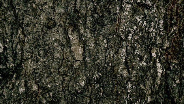 Landscape wood dark texture, vintage drakness concept