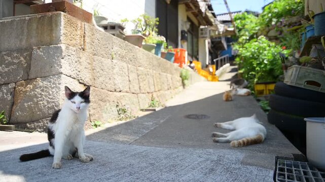 真鍋島の猫 （岡山県笠岡市, 2025年5月）