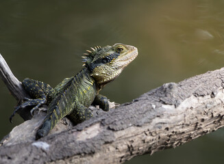 An Australian Water Dragon laying on a log over water