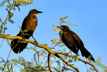 Grackles