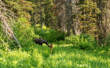 Moose Cow And Calf Graze Along Trail In Glacier