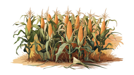 Obraz premium Corn field farm crop harvest agriculture plant food rural growth vector