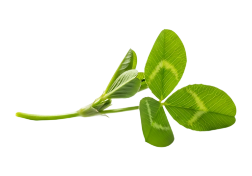 Fresh green clover leaf stem isolated on transparent background