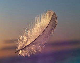 Feather Floating in the Air at Sunset Light