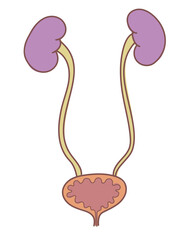 腎臓から尿管、膀胱までを表すシンプルな臓器のイラスト
