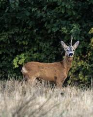 Roe Deer in Sunlit Grassfield