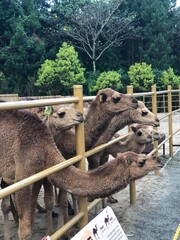 Group of camels in the zoo