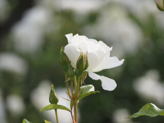 白いバラ　アイスバーグ　つぼみ