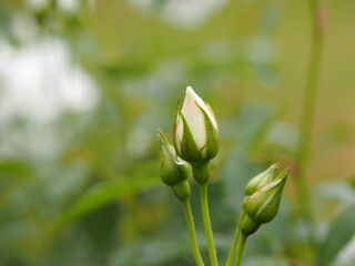 白いバラ　アイスバーグ　つぼみ