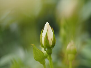 白いバラ　アイスバーグ　つぼみ