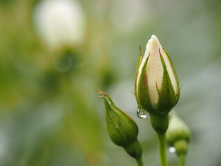 白いバラ　アイスバーグ　つぼみ