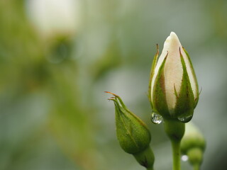 白いバラ　アイスバーグ　つぼみ