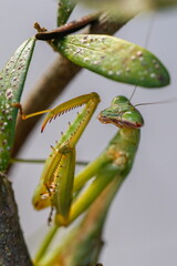 待ち伏せするカマキリ02