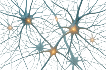 Human brain neurons creating connections and transmitting electrical impulses, forming a complex neural network, on transparent background