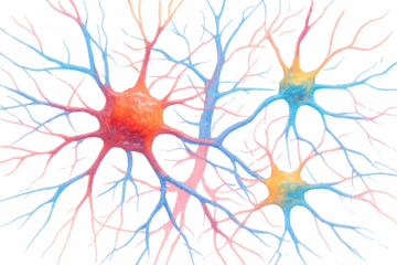 Brain neurons connecting, transmitting signals, and forming a complex neural network. Biology, science, and medical concept, transparent background