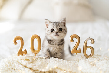A cute tabby kitten of the Scottish straight cat breed sits on a knitted blanket. Good New Year spirit. Ready postcard 2026. Happy New Year animal, pet, cat.