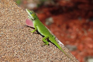 Green anole lizard resting on roof in Florida nature, closeup