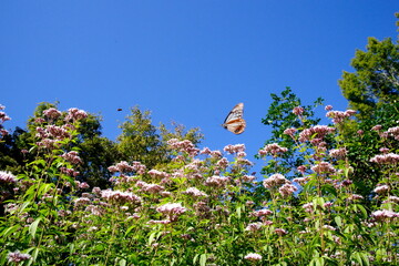 あさぎまだら蝶とフジバカマ
