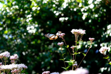 あさぎまだら蝶とフジバカマ