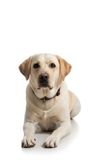 Obraz premium Adorable Action Shot of a Relaxed Labrador Retriever Dog in a Studio Environment Highlighting Pet Lifestyle and Emotions
