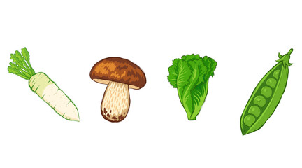 Fresh Vegetables Vector Illustration – Radish, Mushroom, and Lettuce on White Background