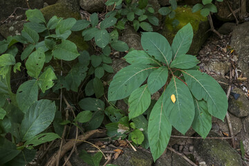 Serene view of green plant with lush foliage growing wild in forest. natural background showing flora, herb, and botany on rocky ground with vibrant growth
