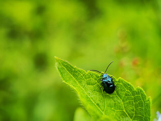 A brilliant metallic blue leaf beetle (Chrysomelidae) rests on a vibrant green leaf, captured in close-up against a soft, lush bokeh background, highlighting the insect's iridescent shell and nature's