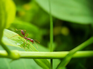 A single red ant walks cautiously across a bright green leaf, captured in close-up with a shallow depth of field, highlighting the small insect's detail against the lush, natural foliage background.