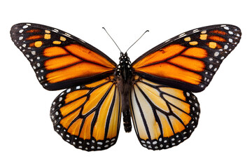 Fototapeta premium Vibrant monarch butterfly with intricate wing patterns on black background