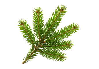 A close-up shot of a vibrant green fir tree branch, showcasing its natural beauty and texture