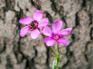 purple flower on the ground with a bee on the stamen