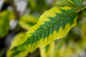 Close up of plant having yellow leaf from overwatering. Excessive watering can lead to root rot, where roots suffocate and can't absorb nutrients, causing leaves to yellow.
