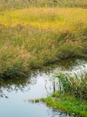 reeds in the water