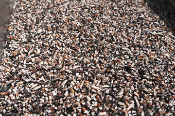 Healthy organic background of three colour brown rice. This natural food and wholesome grain provides raw, nutritious ingredient for any diet, showcasing its rich texture